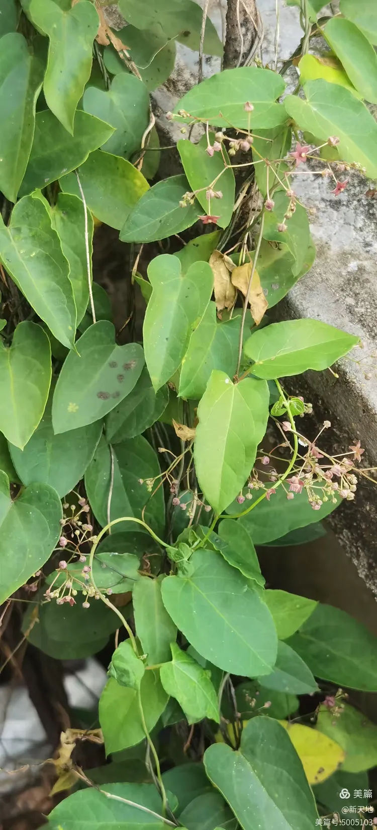 植物观赏 娃儿藤,土名五重瓦,老君须,别名七层楼
